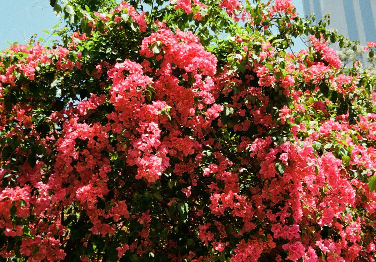 Pink flowers