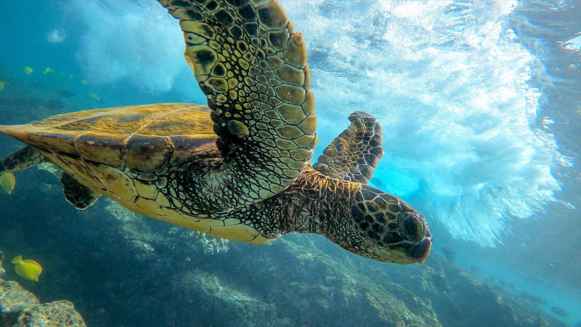 Photo of a sea turtle in the ocean