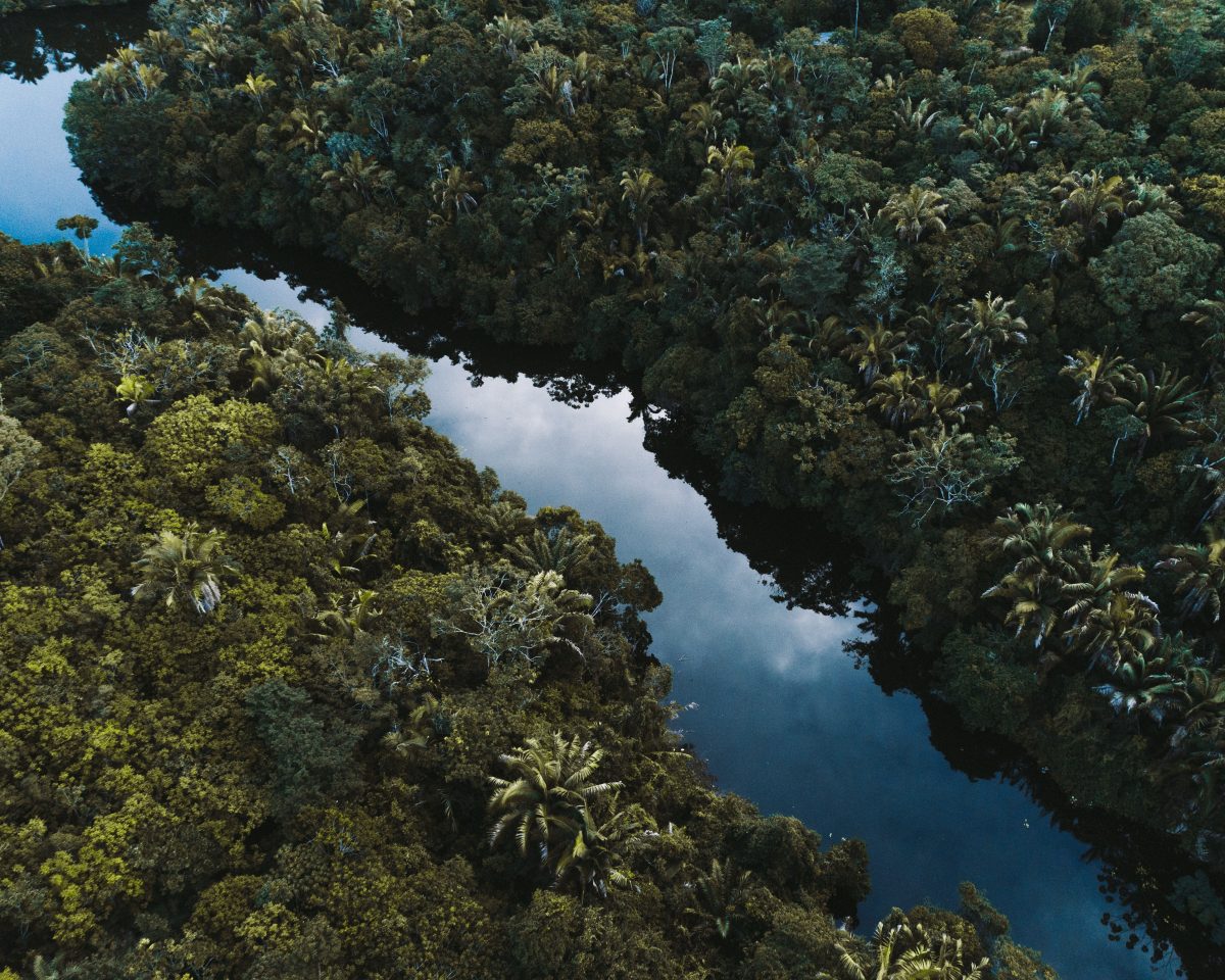 Image of a tropical river