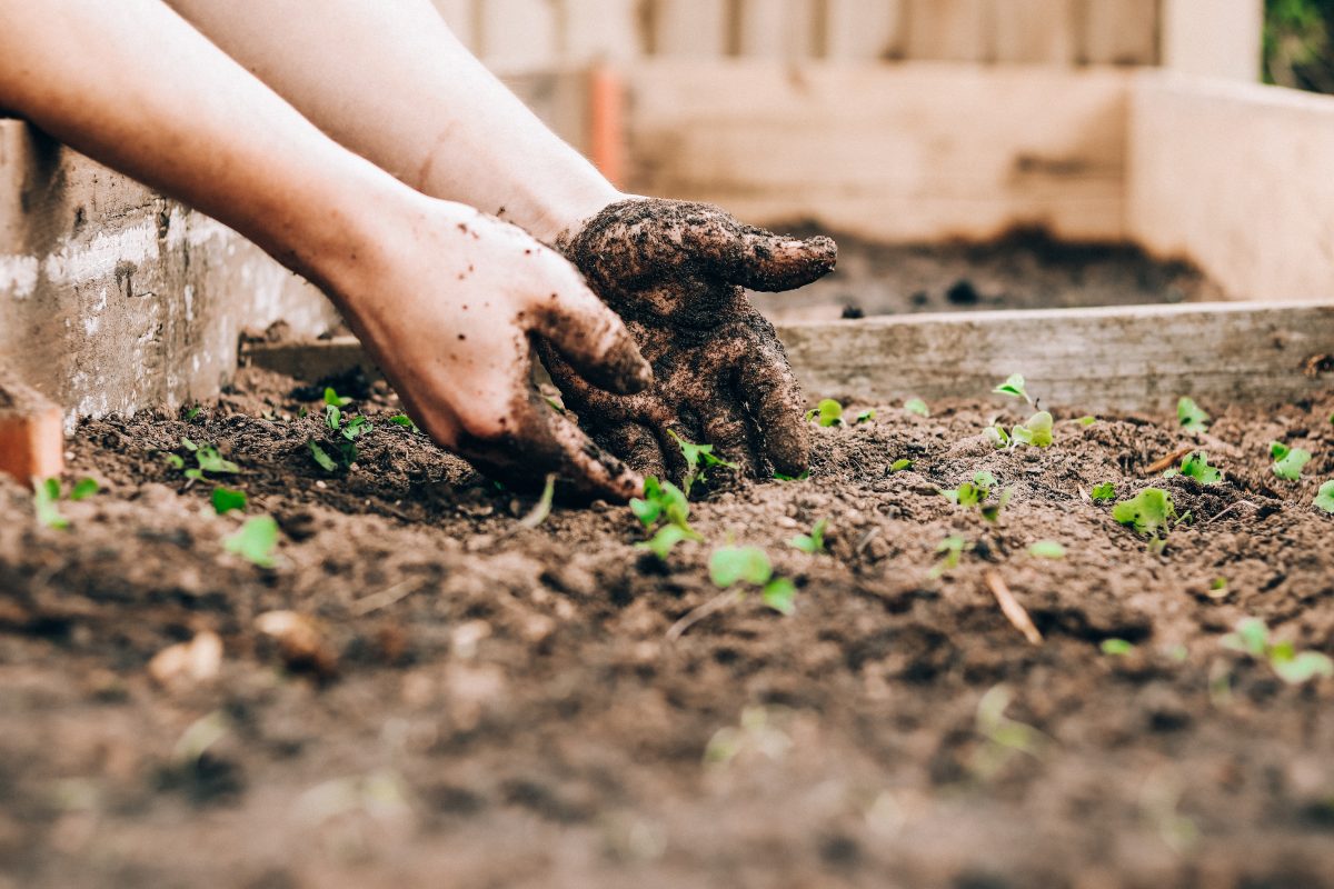 Image closeup of hand planting roots in soil.