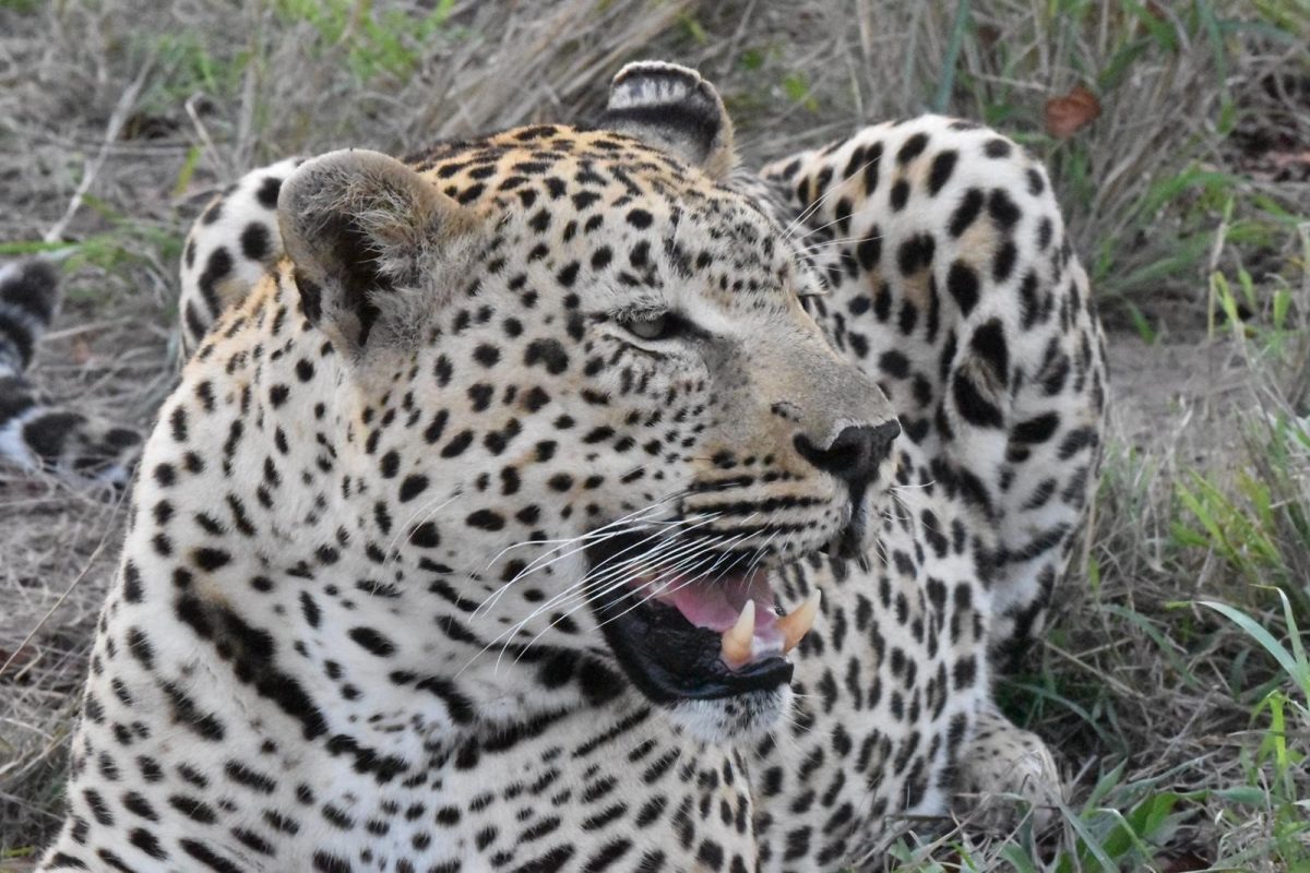 Photo of a leopard in South Africa.