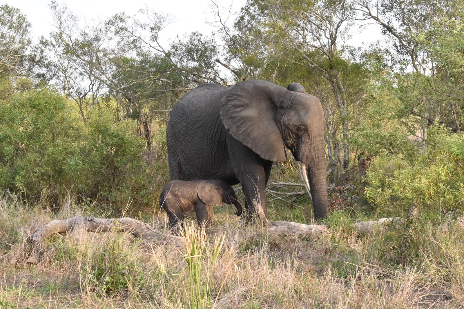 Photo of an elephant and her child in a the wild in South Africa.