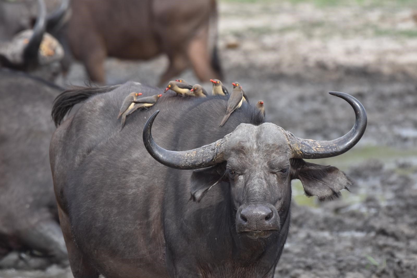 Photo of a buffalo in the South African wild.