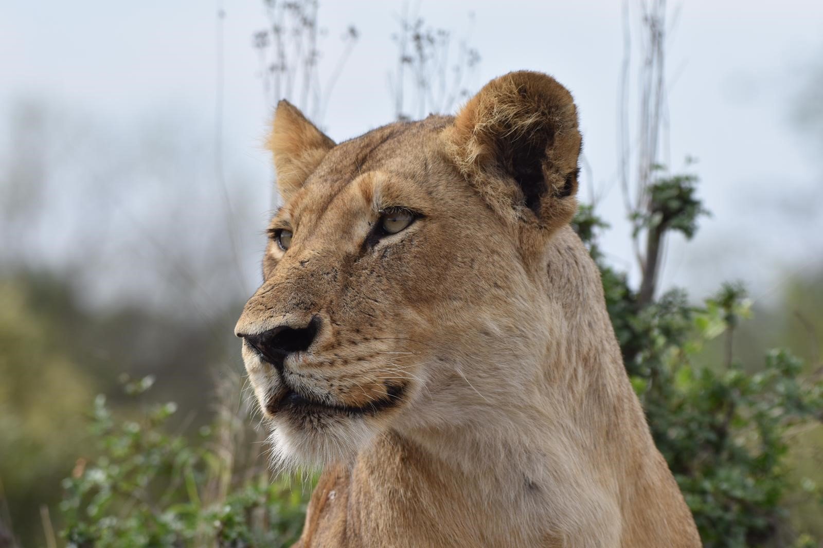 Photo of a lion in South Africa.