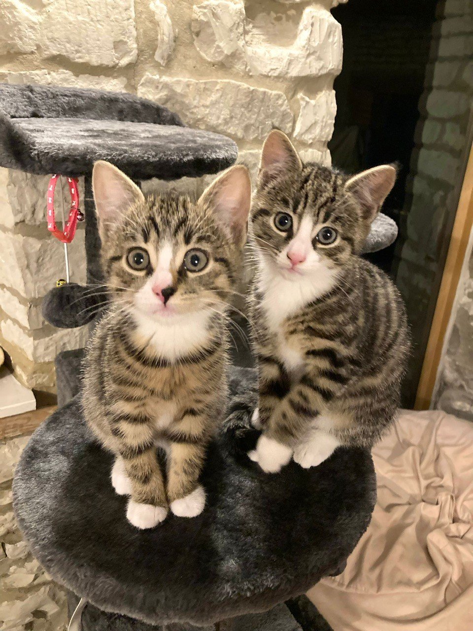 Photo of two kittens
